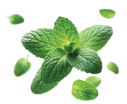 PASTYAROMA MENTA 900G